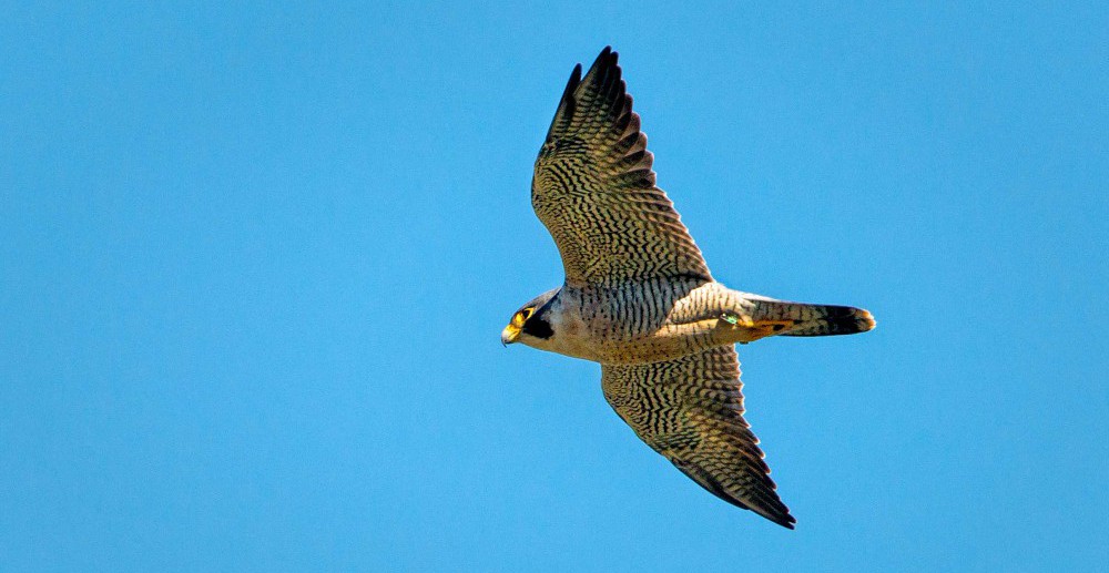 Duck Hawk Your Vacation Rental Inquiries & Dramatically Increase Your